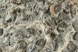 Ammonite (Promicroceras) Cluster - Marston Magna, England #216619-1